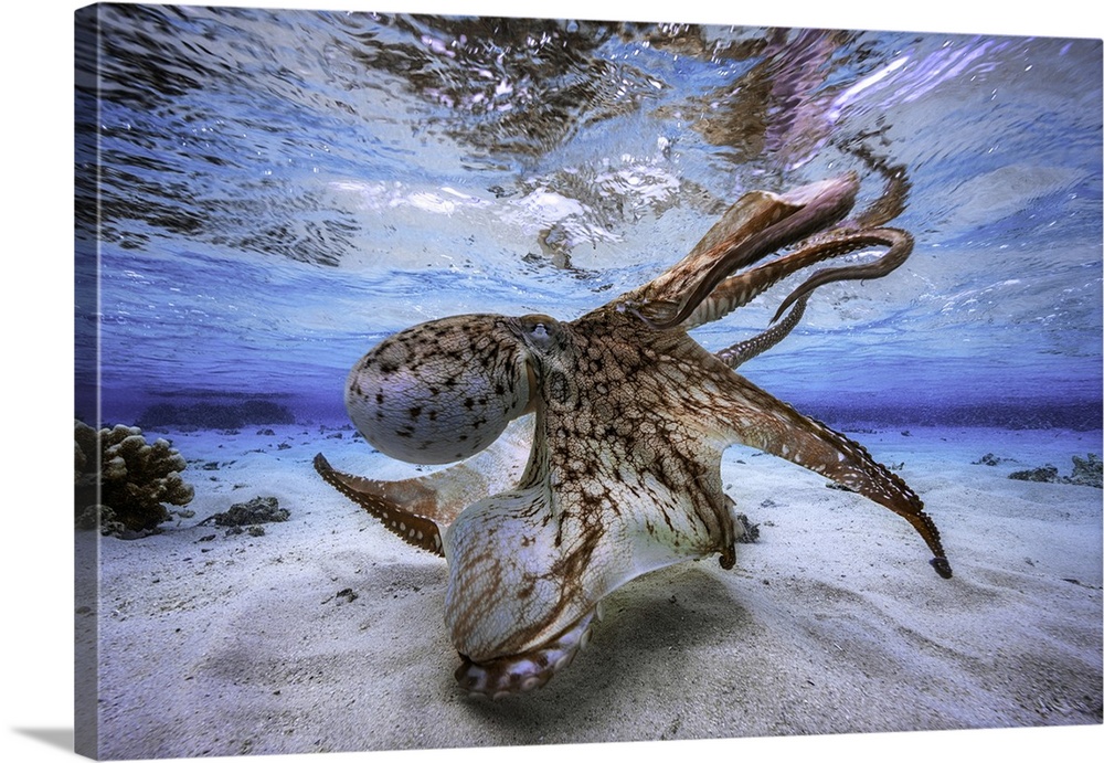 An octopus makes its "show" in the lagoon of Mayotte.