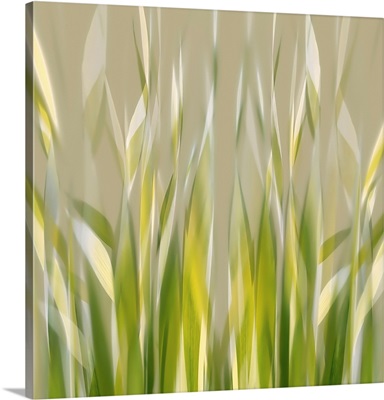 Dancing Reed