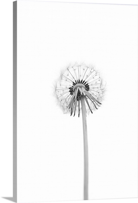 Dandelion Wall Art, Canvas Prints, Framed Prints, Wall Peels Great Big Canvas