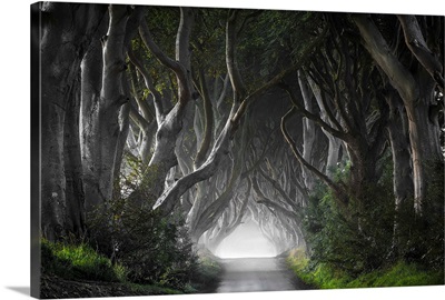 Dark Hedges