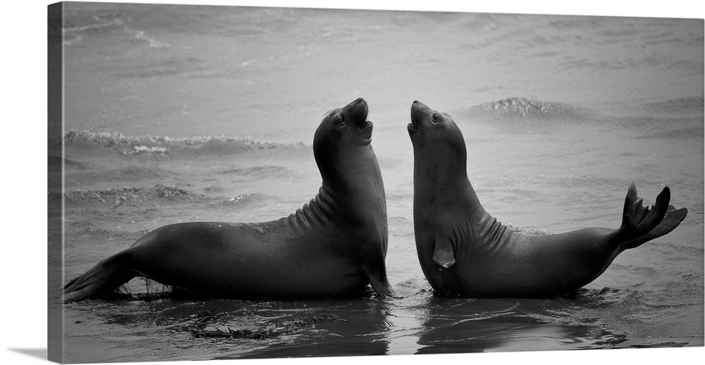 Two seal lions meeting face to face in shallow water.