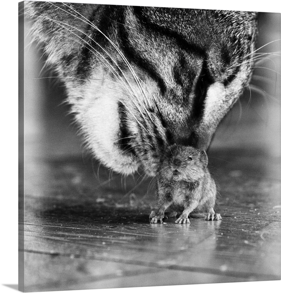 Close up of a cat nuzzling its natural prey, a small mouse.