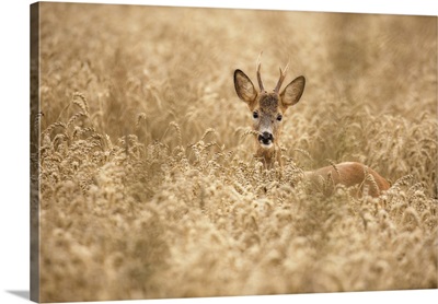 Deer In The Field