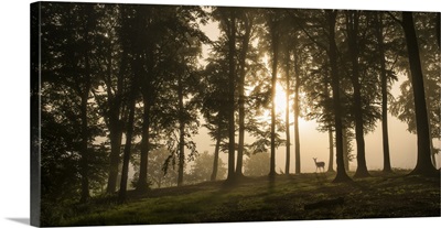 Deer In The Morning Mist