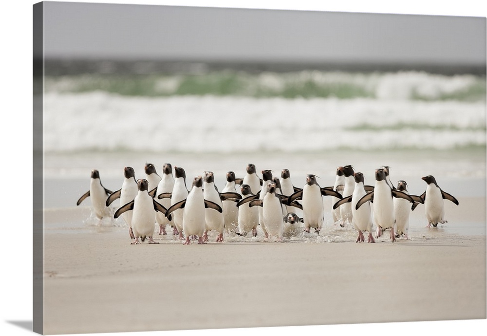 A photograph of a waddle (bunch) of penguins making their way away from the crashing ocean waves.