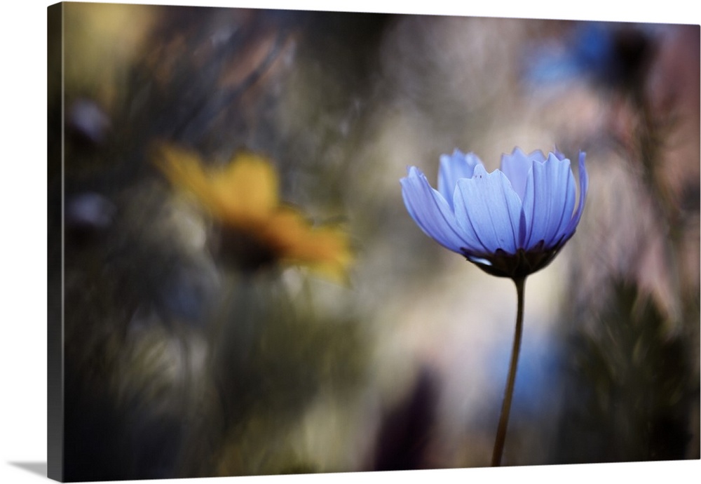 A vibrant photograph of a blue flower against a blurred background.