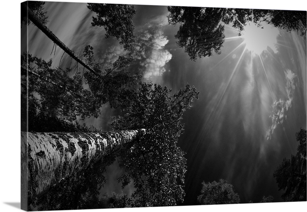 A black and white photograph looking up through a canopy of trees.