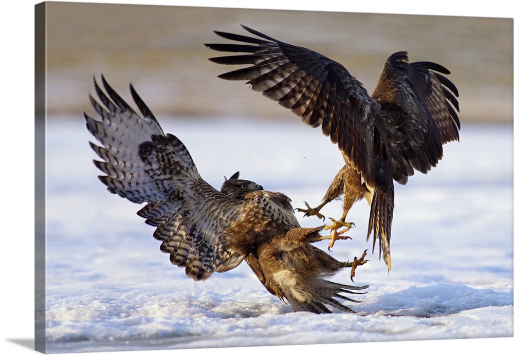 An intense photograph of two aggressive birds of prey fighting each other while flying.