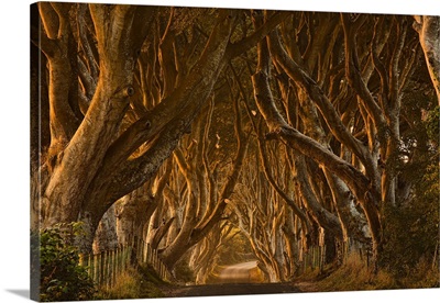 Early Morning Dark Hedges