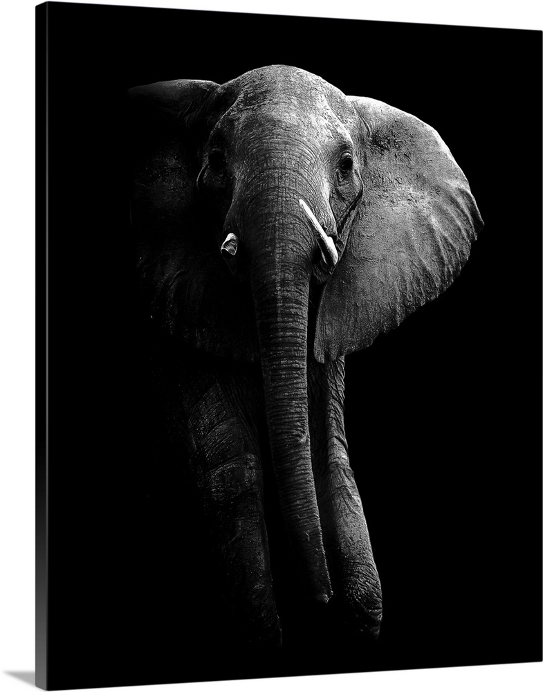 Low-key photograph of an elephant on a black background, highlighting the rough, wrinkly texture of its skin.