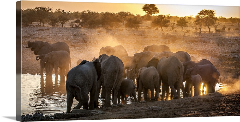 A herd of elephants kicking up dust in the Savannah.