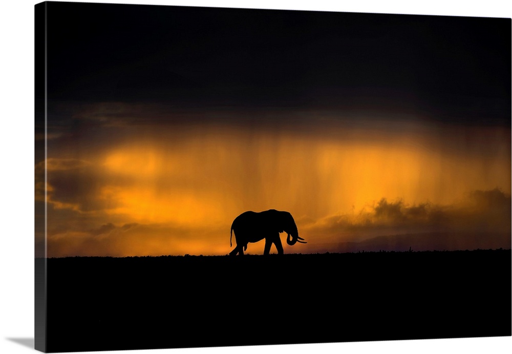 Elephant In A Rain Storm At Sunset