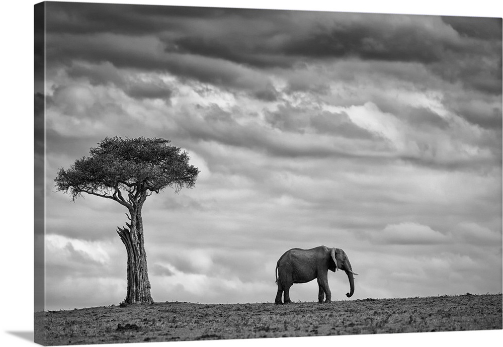 A lone elephant stands near a tree in the Masai Mara Kenyan park.