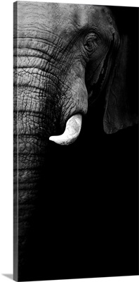 Elephant Portrait