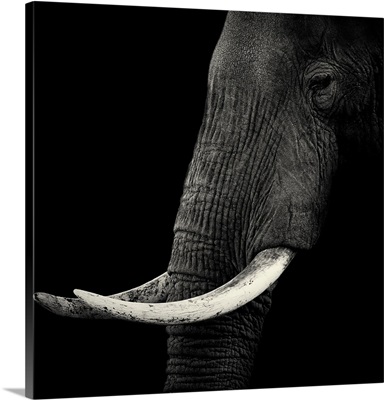 Elephant Profile