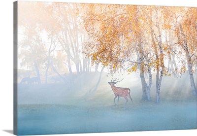 Elk Lost In Mist