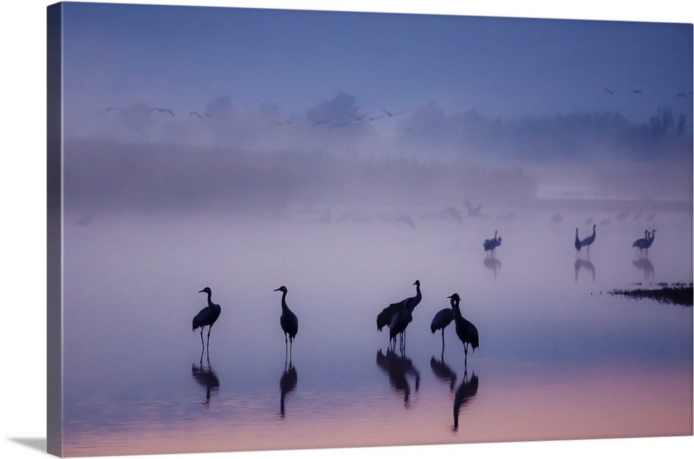 A flock of silhouetted cranes standing in a misty lake, with pastel colored water, at sunset.