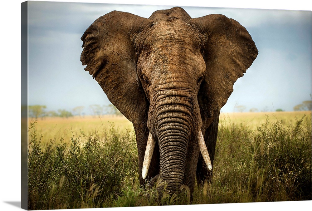 A portrait of an African elephant standing in the Serengeti grass.