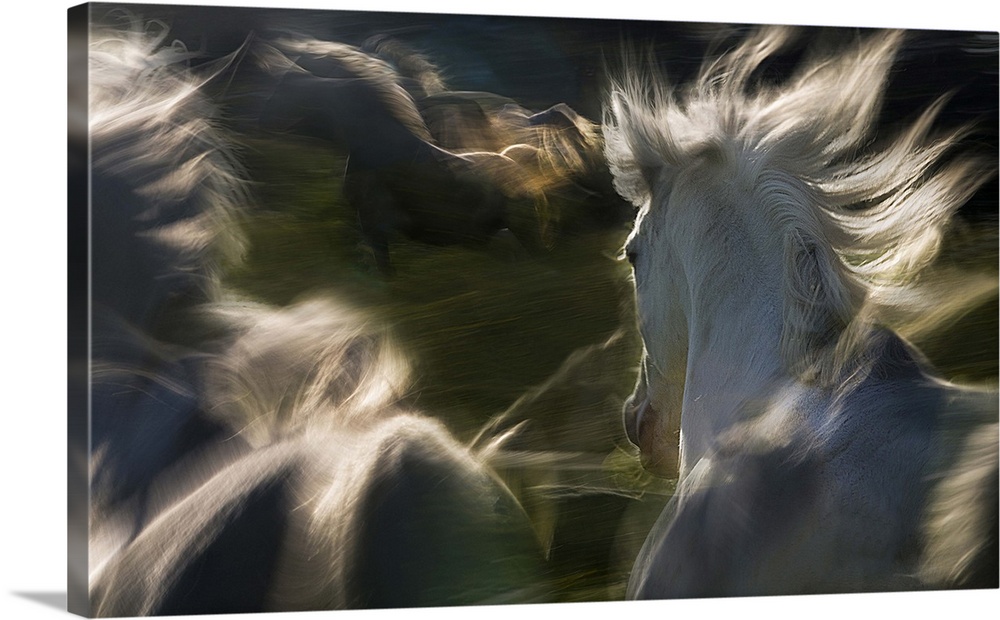 Blurred motion image of a herd of horses galloping in a field.