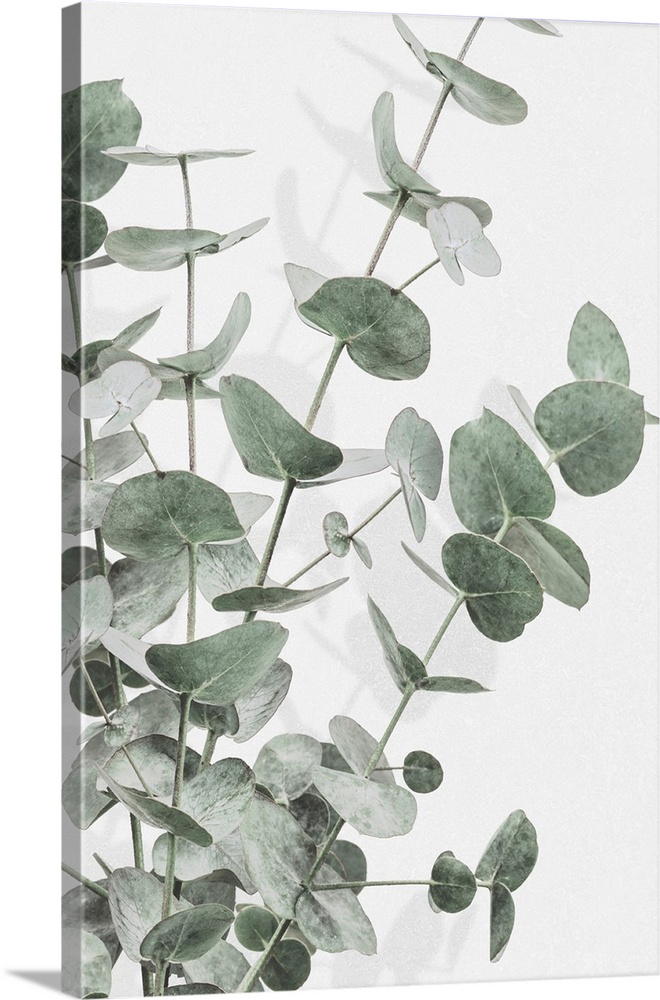 Eucalyptus 3