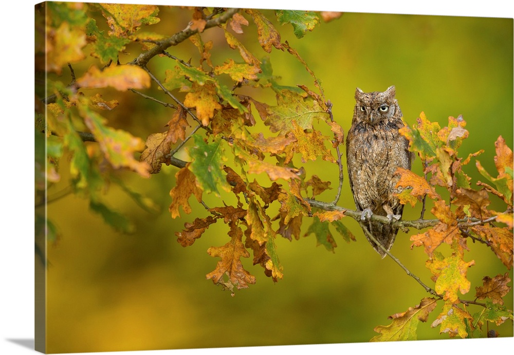 European Scops Owl