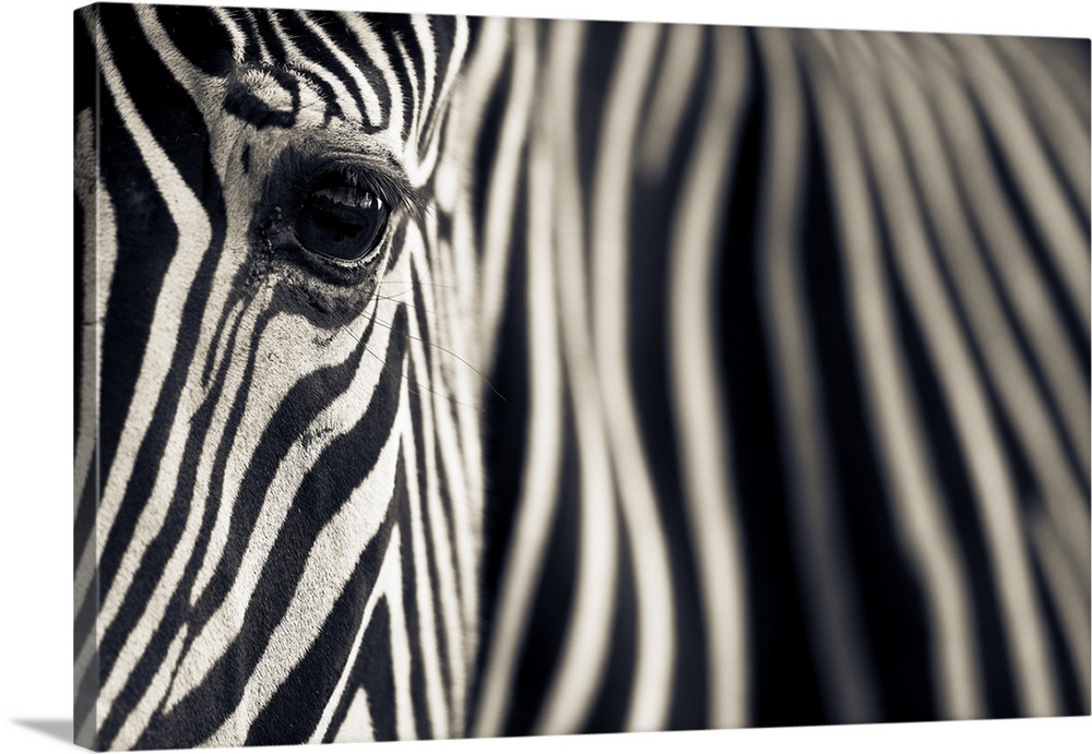 A close up image of a Grevy's Zebra (Equus grevyi), also known as the imperial zebra. It is the largest wild equid and the...