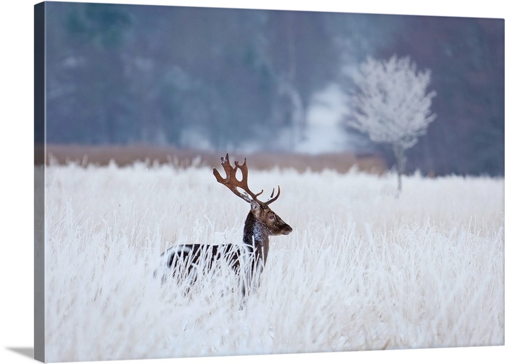 A deer standing in a bright white field in the winter.