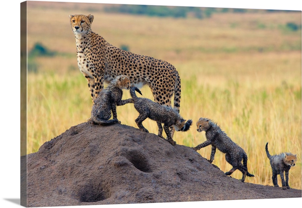 A cheetah standing guard while her four cubs play.