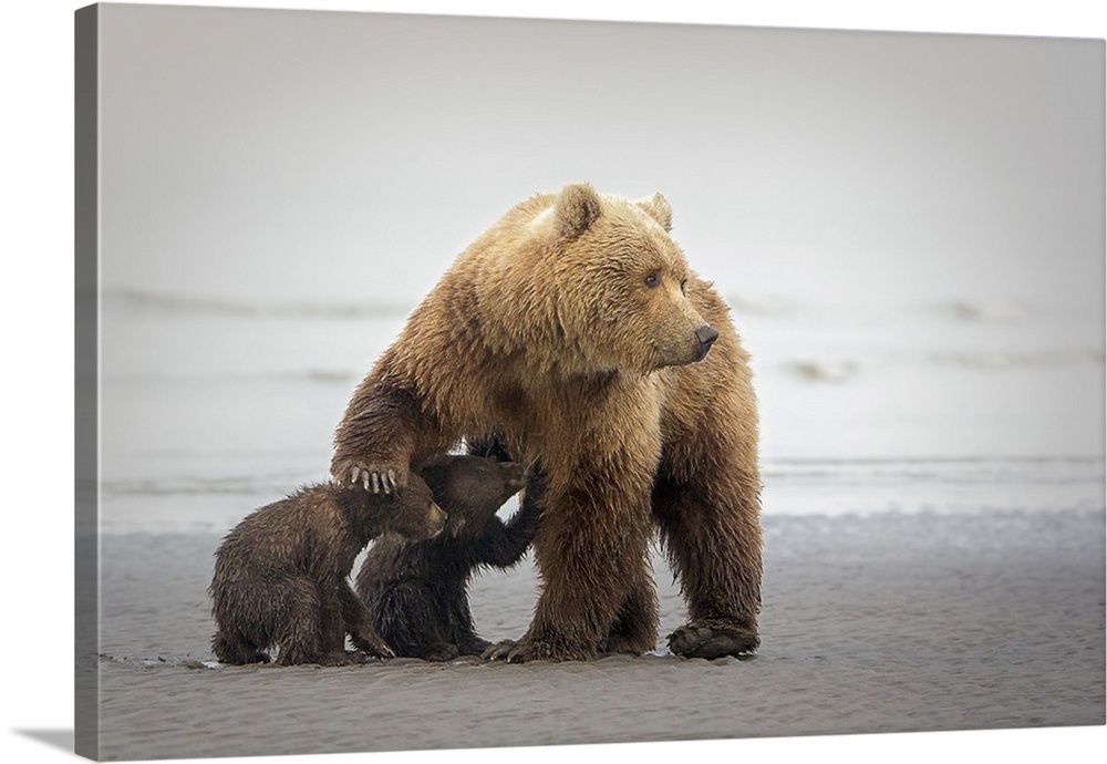 Photograph of a mother bear nursing two cubs on a sandy shore.