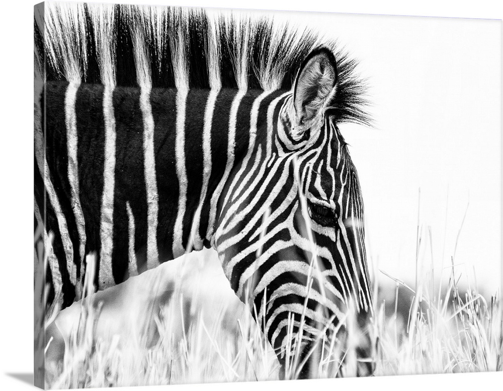 Fashionable Black And White