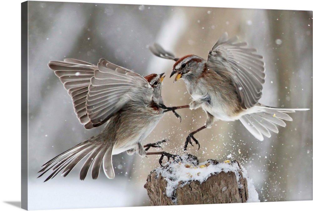 Two Chipping Sparrows fight over a small amount of seed in the winter.
