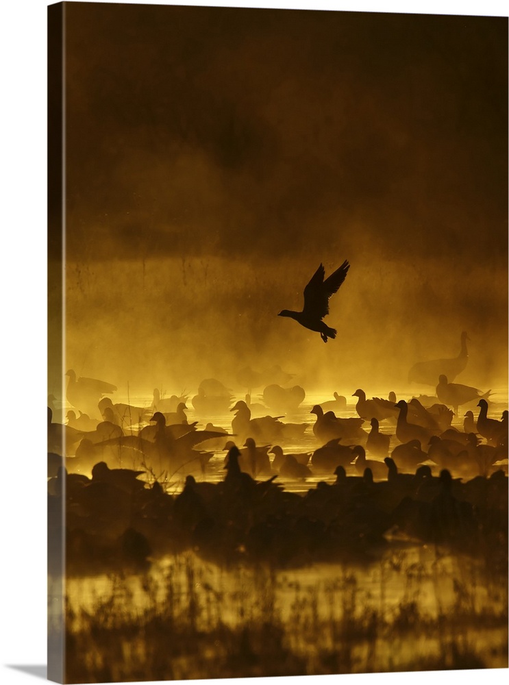 A silhouetted duck flies over its flock on a misty morning, at Bosque del Apache, New Mexico.