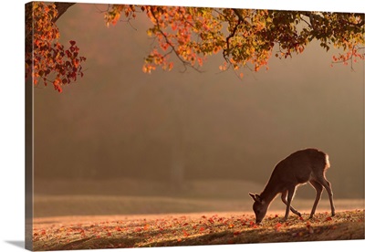 First Autumn