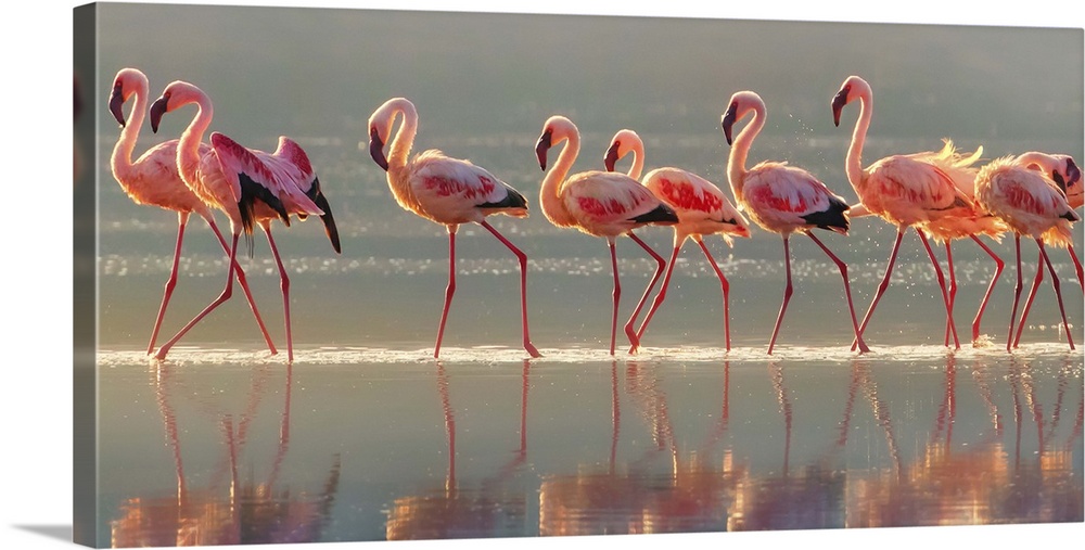 Wildlife photograph of a flock of pink flamingo walking through water with their reflections below.