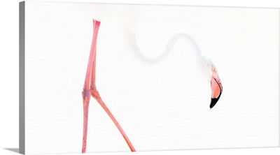 Flamingo Graphics