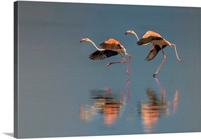 Flamingo Landing