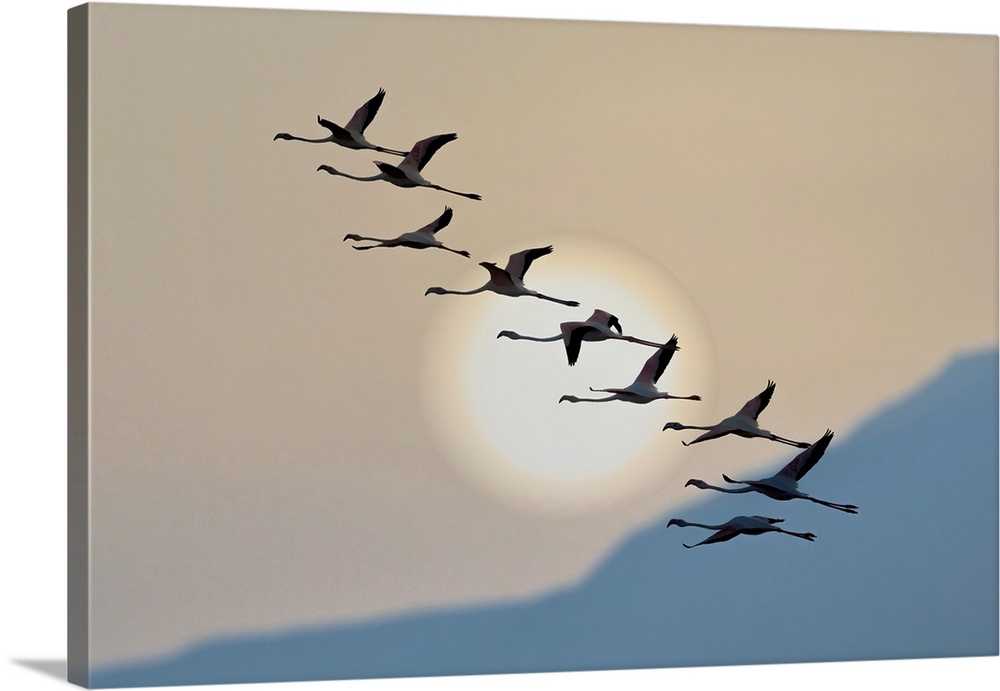 Flamingos At Sunrise