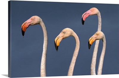 Flamingos Close Up