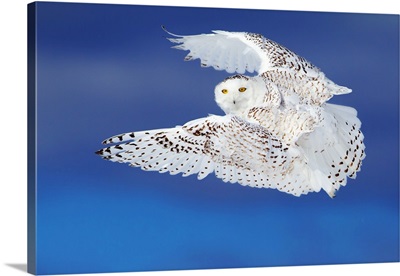 Flight Of The Snowy - Snowy Owl