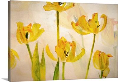 Flowering Tulips