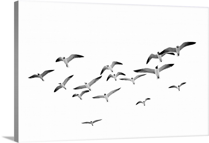 Flying Birds Wall Art, Canvas Prints, Framed Prints, Wall Peels Great