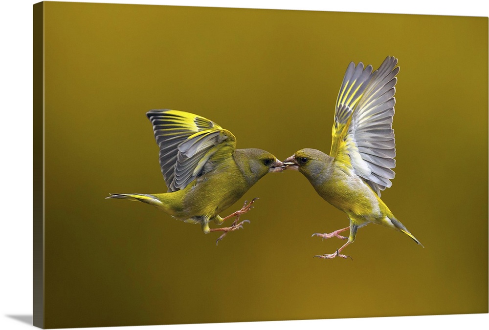 Two birds meet face to face hovering in the air with their beaks gently touching.