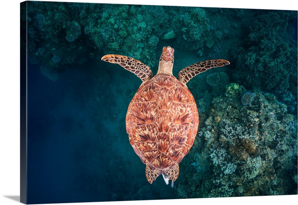 A young green turtle swimming above N'Gouja's reef.The view in a dive gives the impression of abscence of water, the turtl...