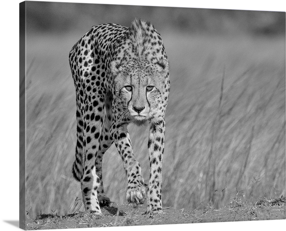 A black and white portrait of a cheetah walking with a stalking intent.