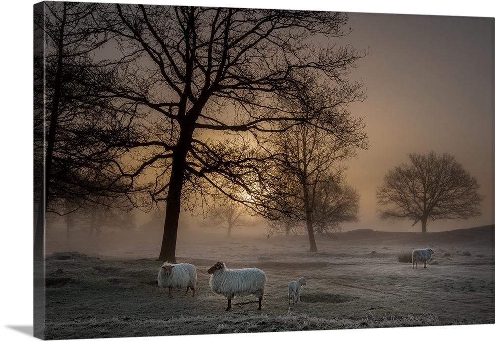 Sheep grazing in the countryside on a hazy morning.