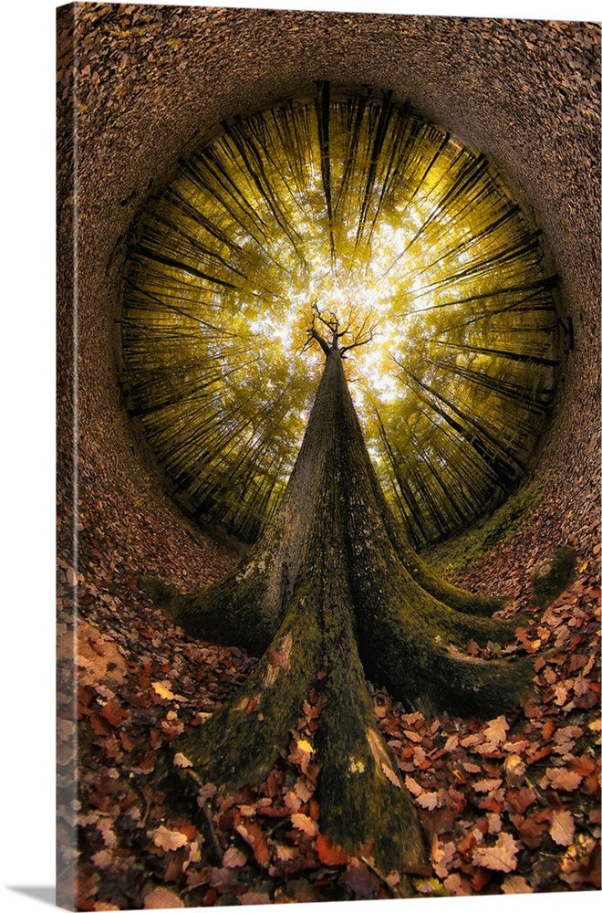 Fisheye view of a tree and the surrounding forest, creating a halo of light.