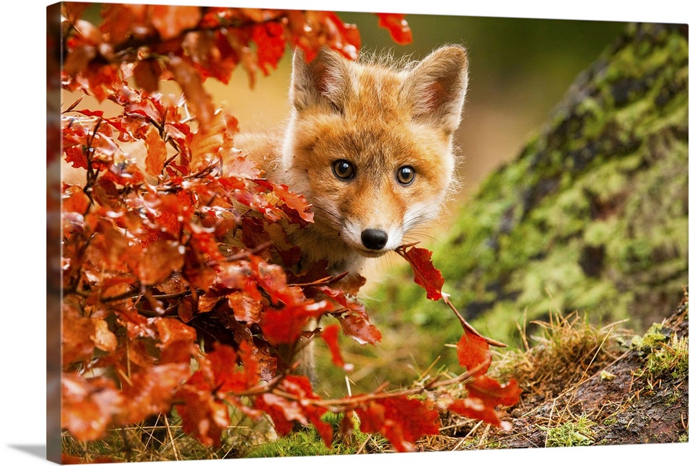 Adorable red fox kit peeking out from behind a bush with red leaves.