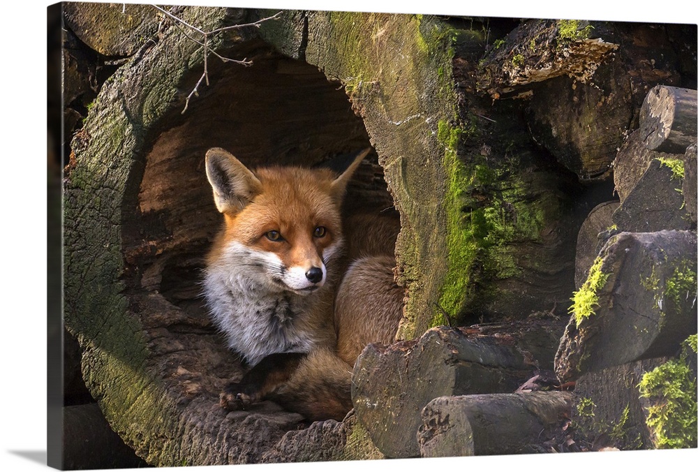 A fox hides in a hollow log in a forest.