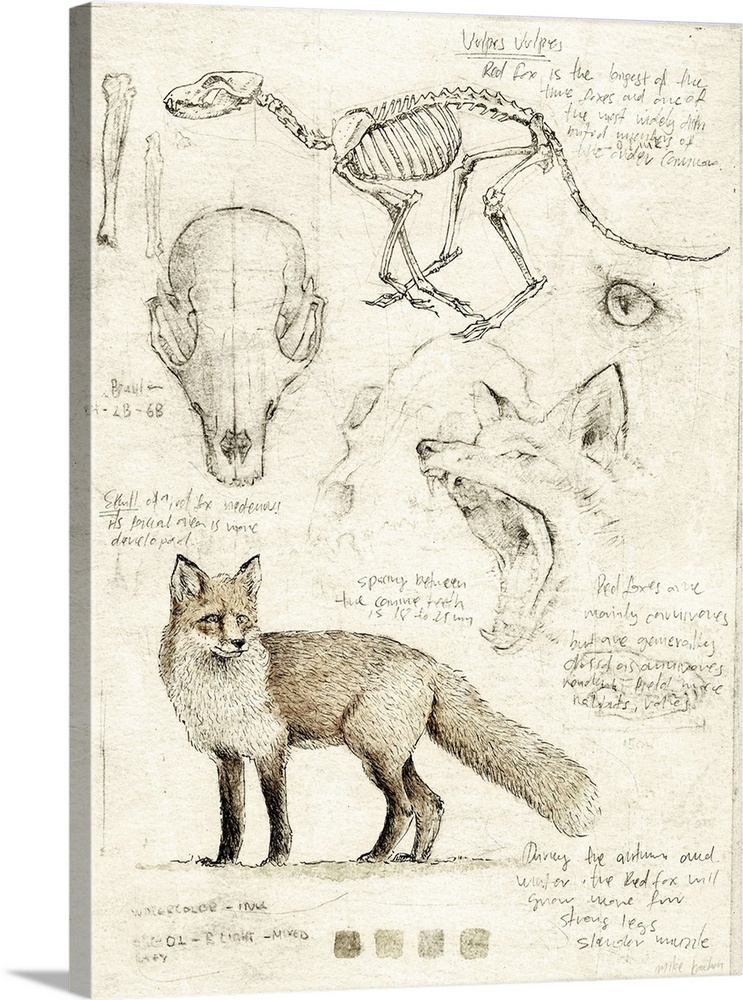 Fox Anatomy Illustration