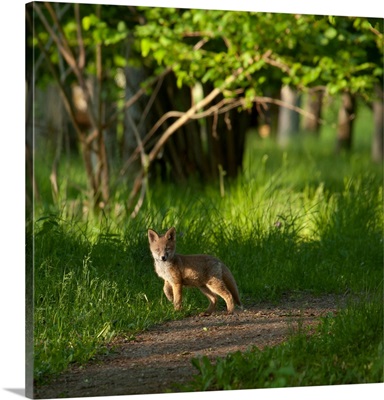 Fox Kit In The Woods